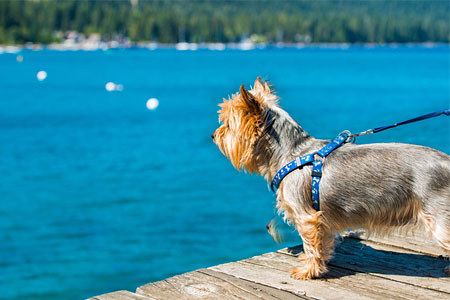 lake tahoe rental - pet friendly